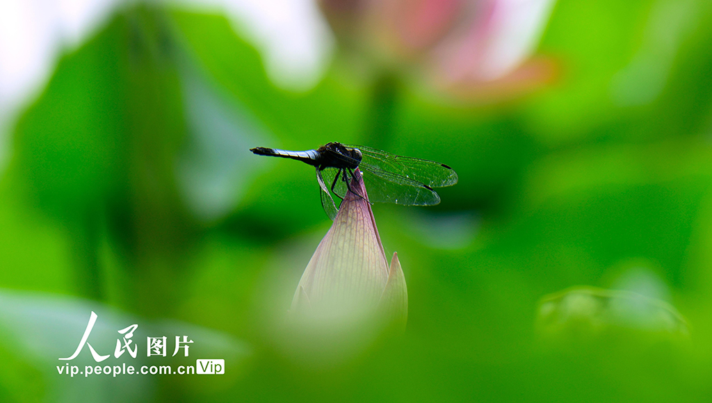 云南彌勒:夏荷綻放美如畫【3】