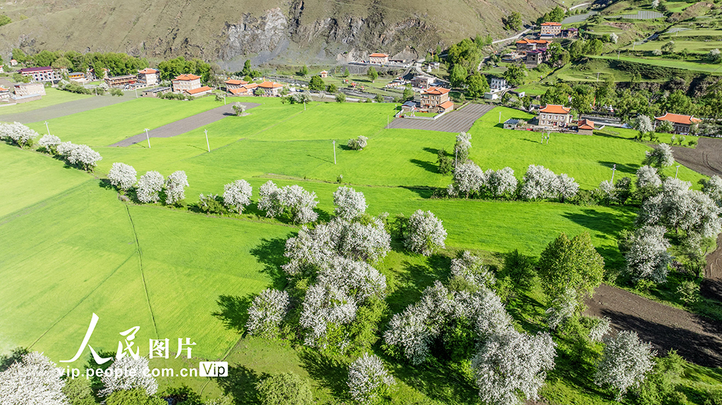四川康定:昌木村景美如畫【4】