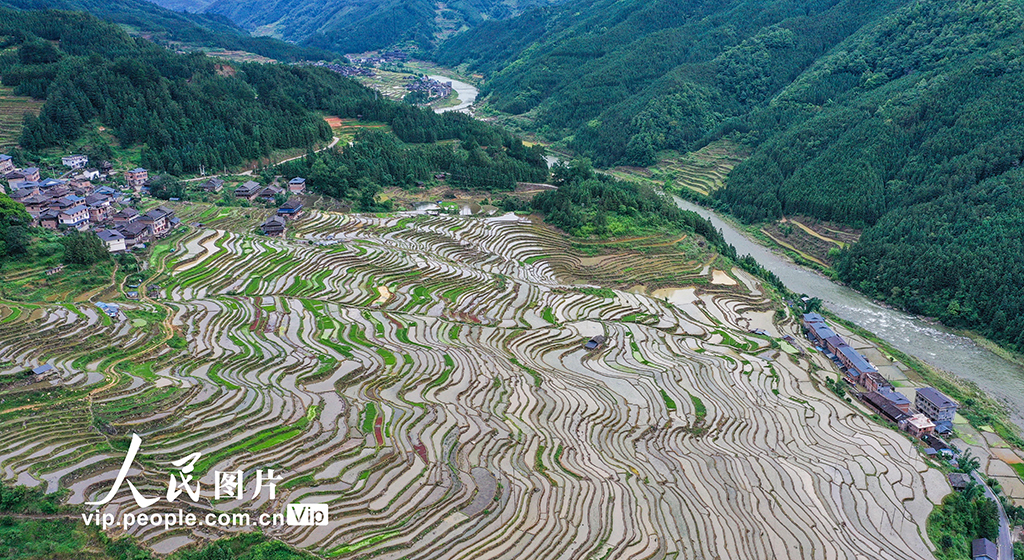 貴州從江:夏日鄉村田園美【3】