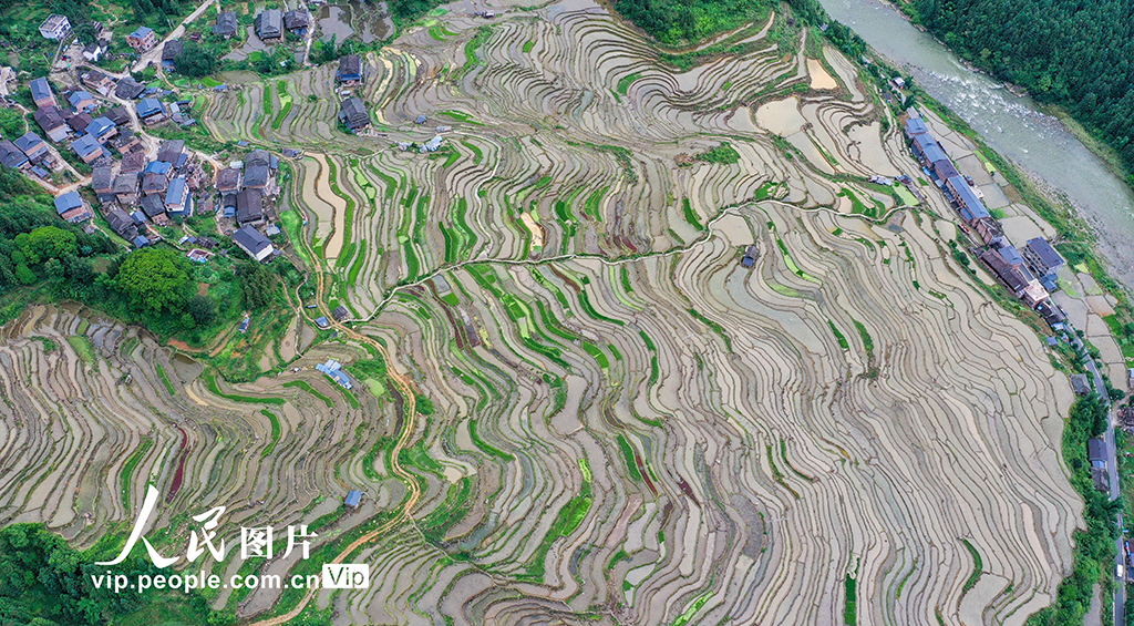 貴州從江:夏日鄉村田園美【4】