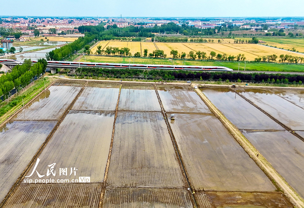 山東青島:鹽堿地插秧【5】