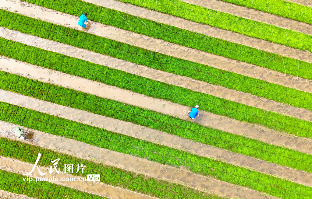 山東青島:鹽堿地插秧【4】