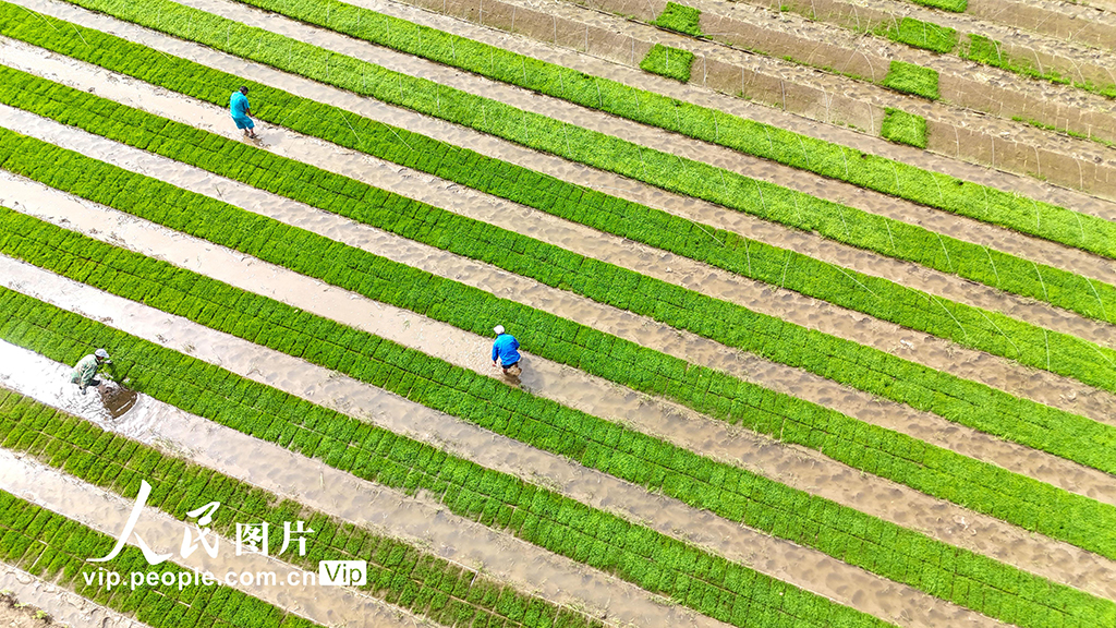 山東青島:鹽堿地插秧【3】