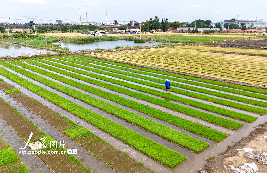 山東青島:鹽堿地插秧【2】