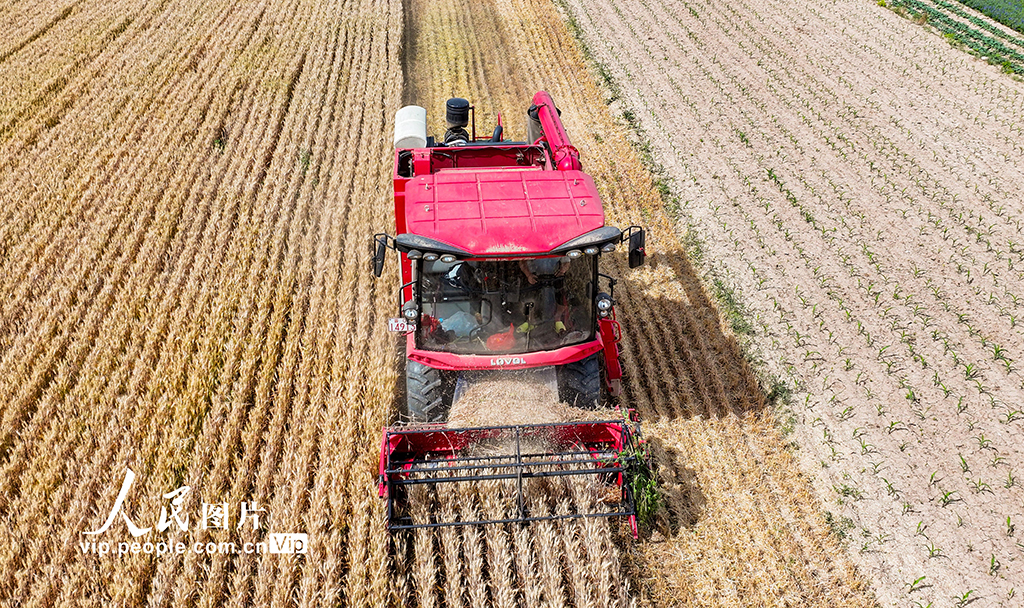 山西夏縣小麥大面積收割【2】