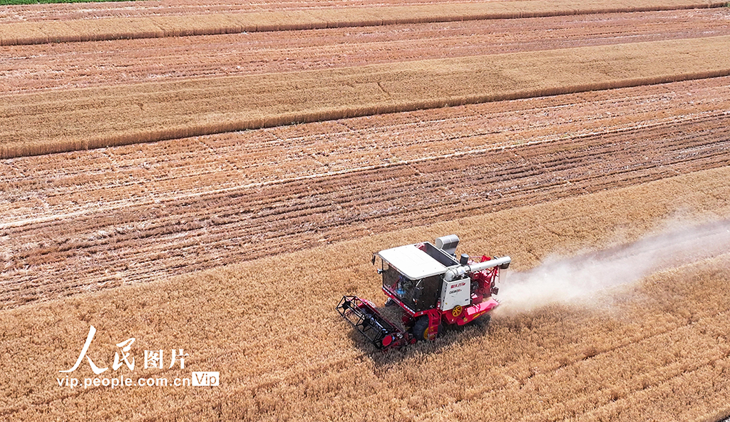 山西夏縣小麥大面積收割【3】