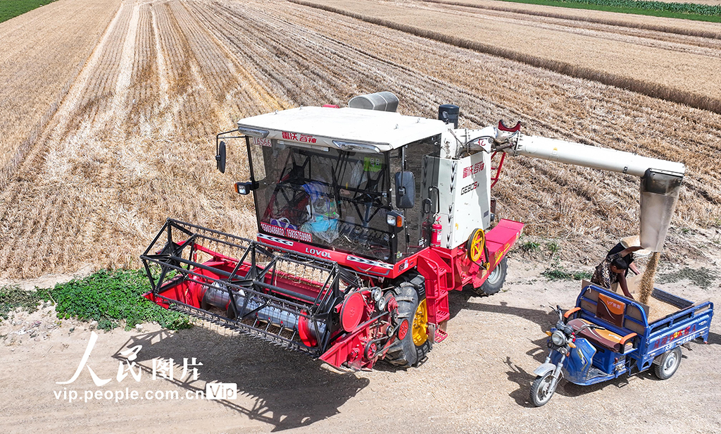 山西夏縣小麥大面積收割【4】