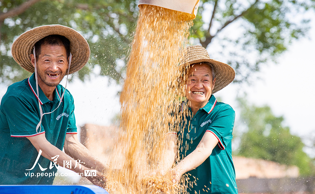 山西夏縣小麥大面積收割【6】
