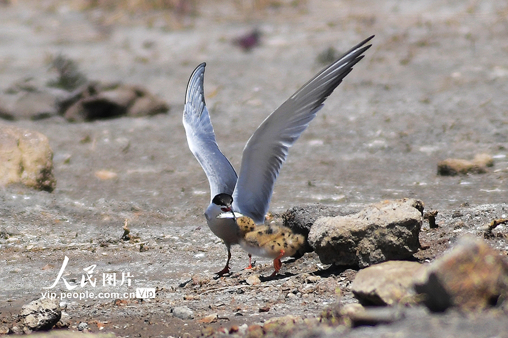 山東青島:夏日濕地生態美【3】