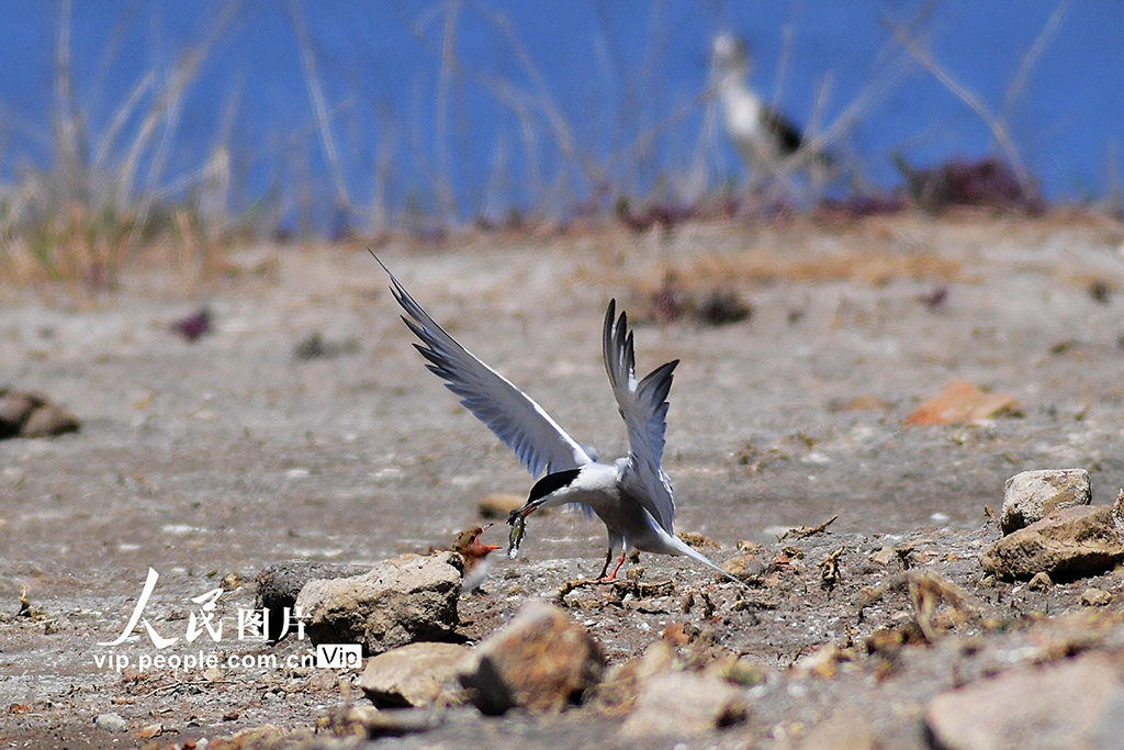 山東青島:夏日濕地生態美【5】