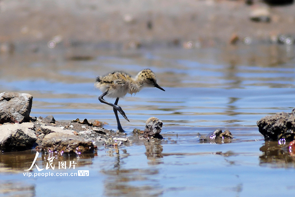 山東青島:夏日濕地生態美【4】