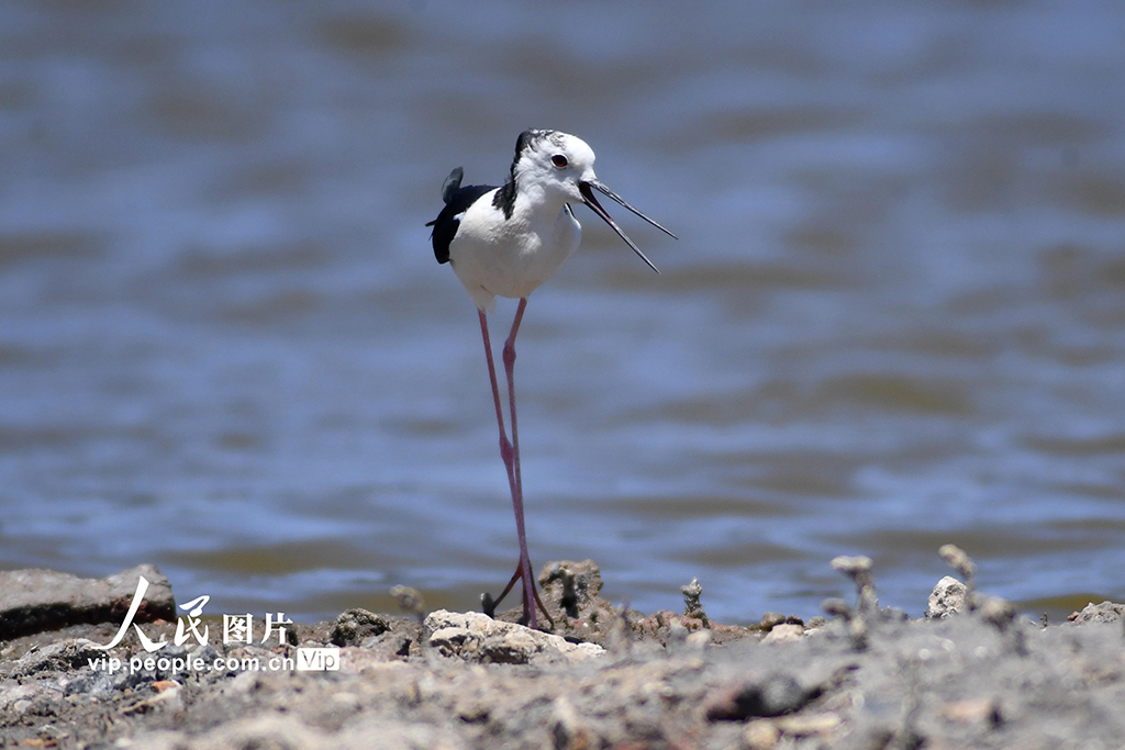 山東青島:夏日濕地生態美【2】