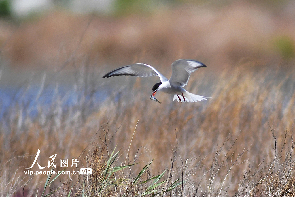 山東青島:夏日濕地生態美【6】