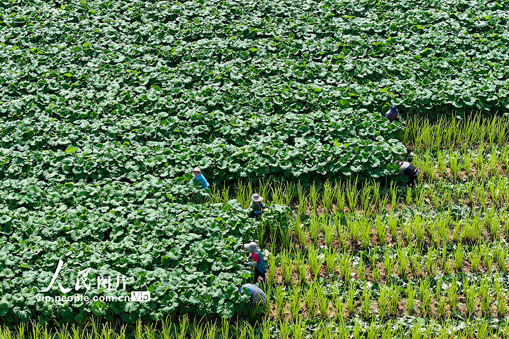 浙江湖州：芒種將至農事忙【2】
