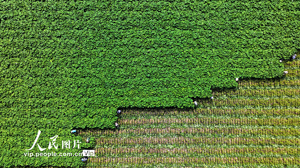 浙江湖州：芒種將至農事忙【3】