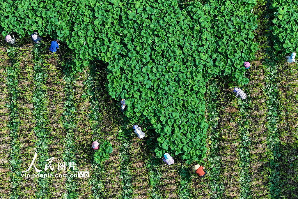 浙江湖州：芒種將至農事忙【4】