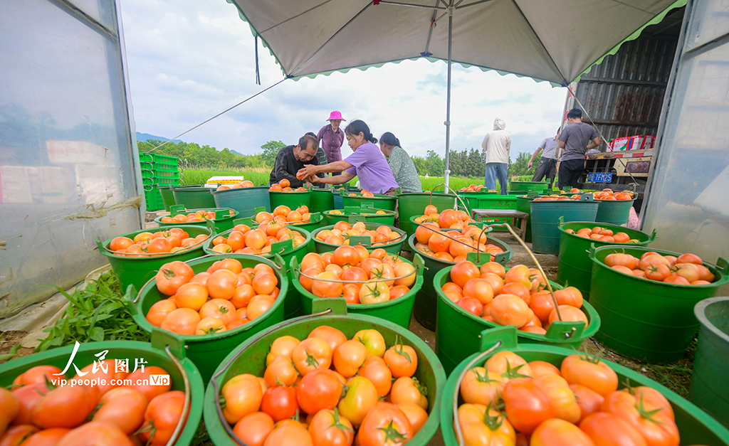 江西贛州:收獲“紅果果” 日子紅火火【4】