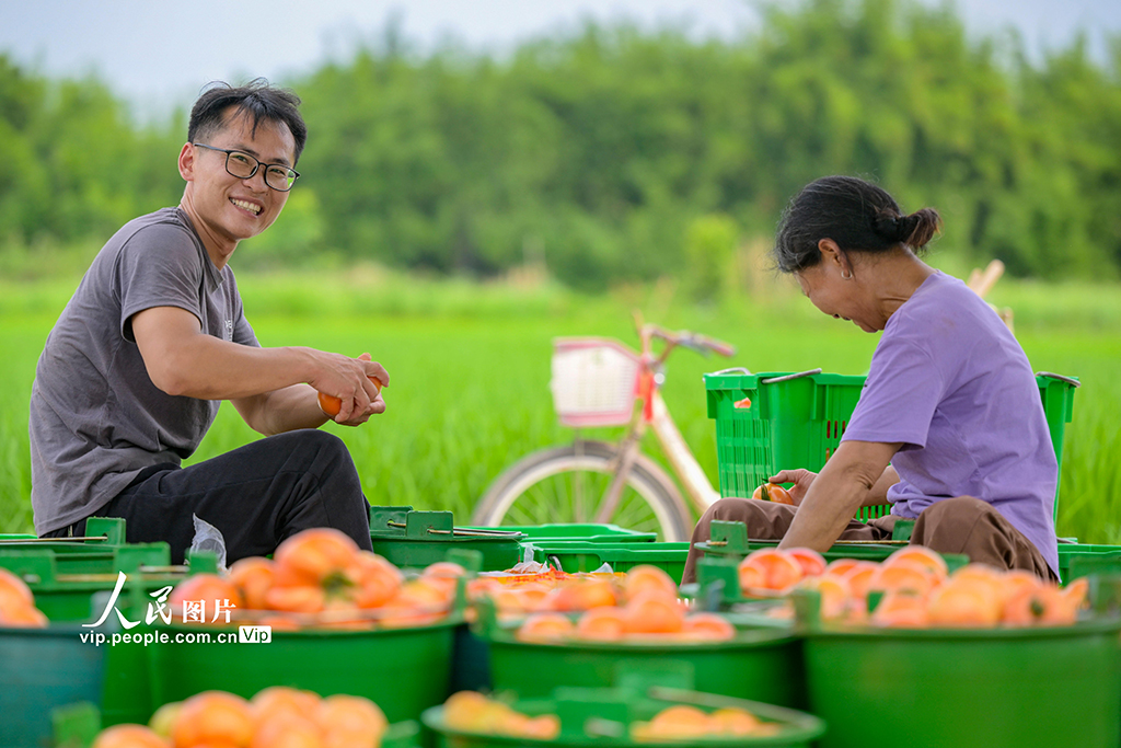 江西贛州:收獲“紅果果” 日子紅火火【5】