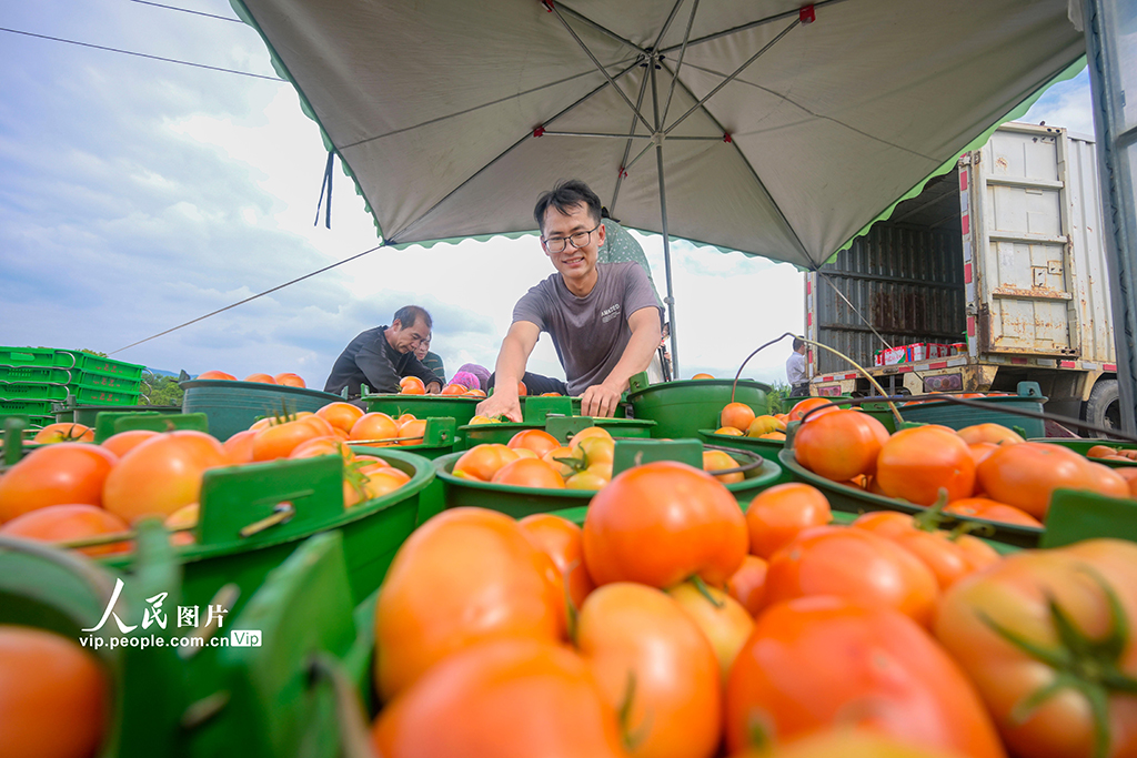 江西贛州:收獲“紅果果” 日子紅火火【2】