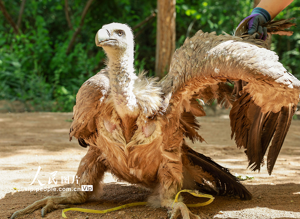 甘肅金塔:救助野生保護動物兀鷲【2】