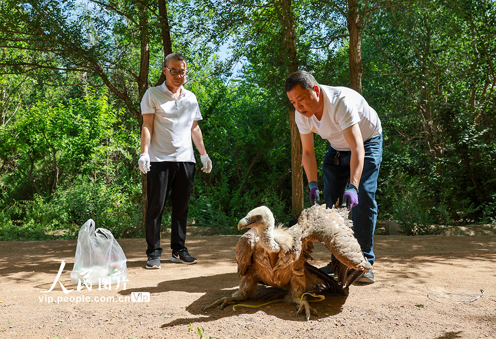 甘肅金塔:救助野生保護動物兀鷲【3】