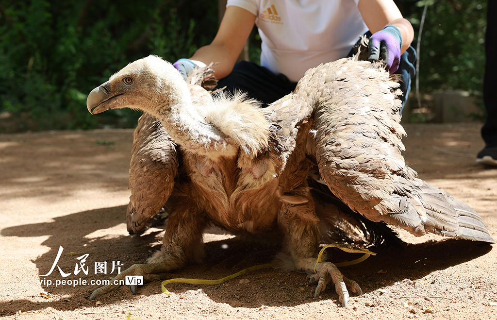 甘肅金塔:救助野生保護動物兀鷲【4】