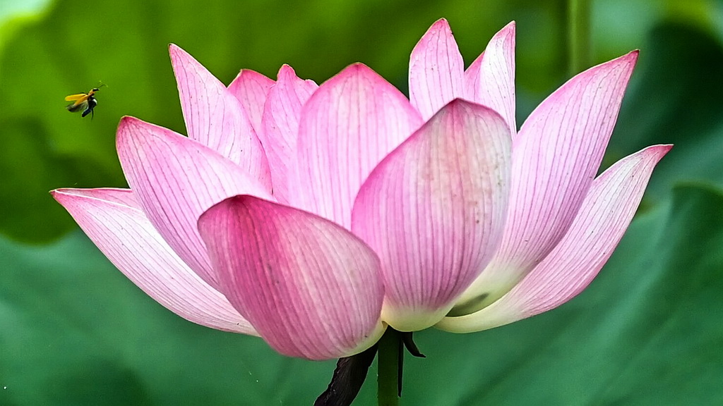 夏日荷花綻放【2】