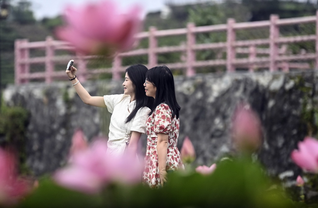 夏日荷花綻放【3】