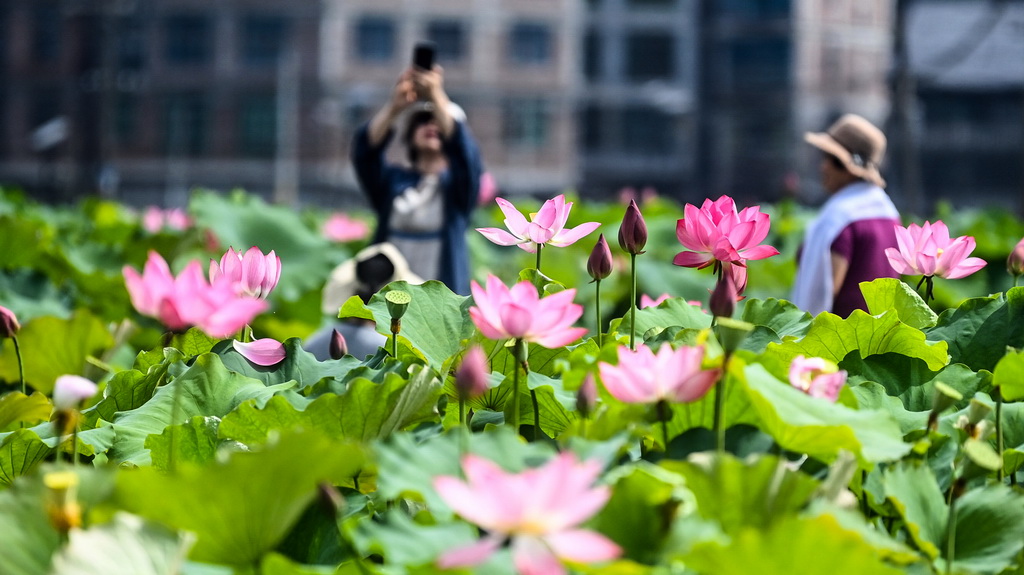 夏日荷花綻放【4】