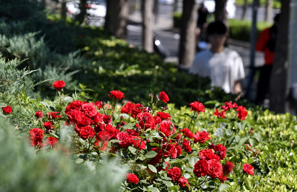 月季花扮靚北京道路