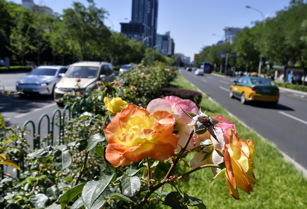 6月4日，北京市海淀區一處道路綠化帶里盛開的月季花。