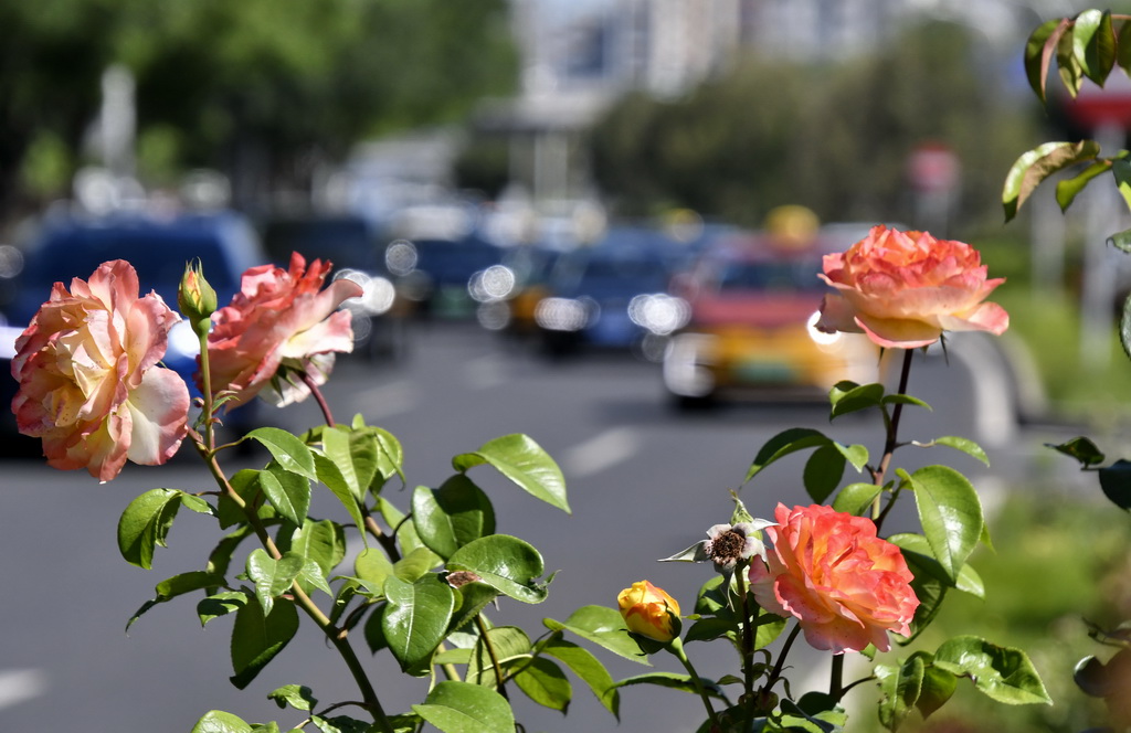 6月4日，北京市海淀區一處道路綠化帶里盛開的月季花。