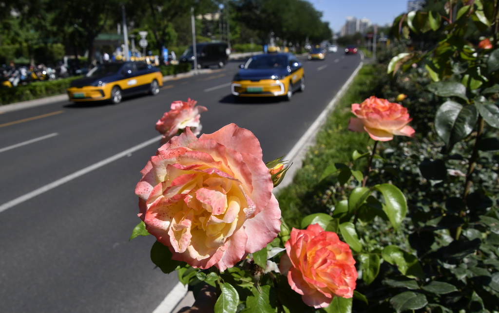 6月4日，北京市海淀區一處道路綠化帶里盛開的月季花。