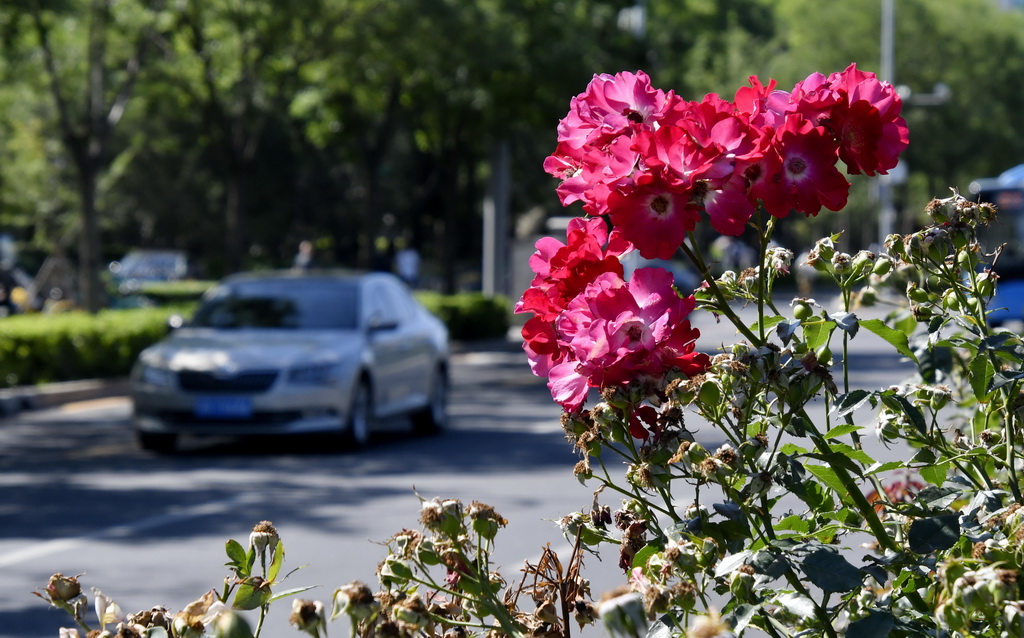 6月4日，北京市海淀區一處道路綠化帶里盛開的月季花。