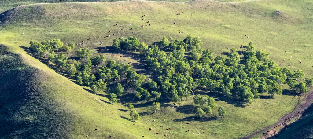 這是6月5日在內蒙古大青山國家級自然保護區拍攝的草原風光（無人機照片）。
