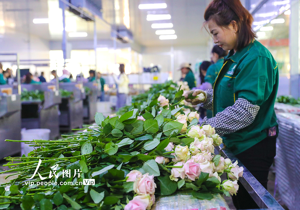 甘肅蘭州：打造生態融合型智能鮮花基地