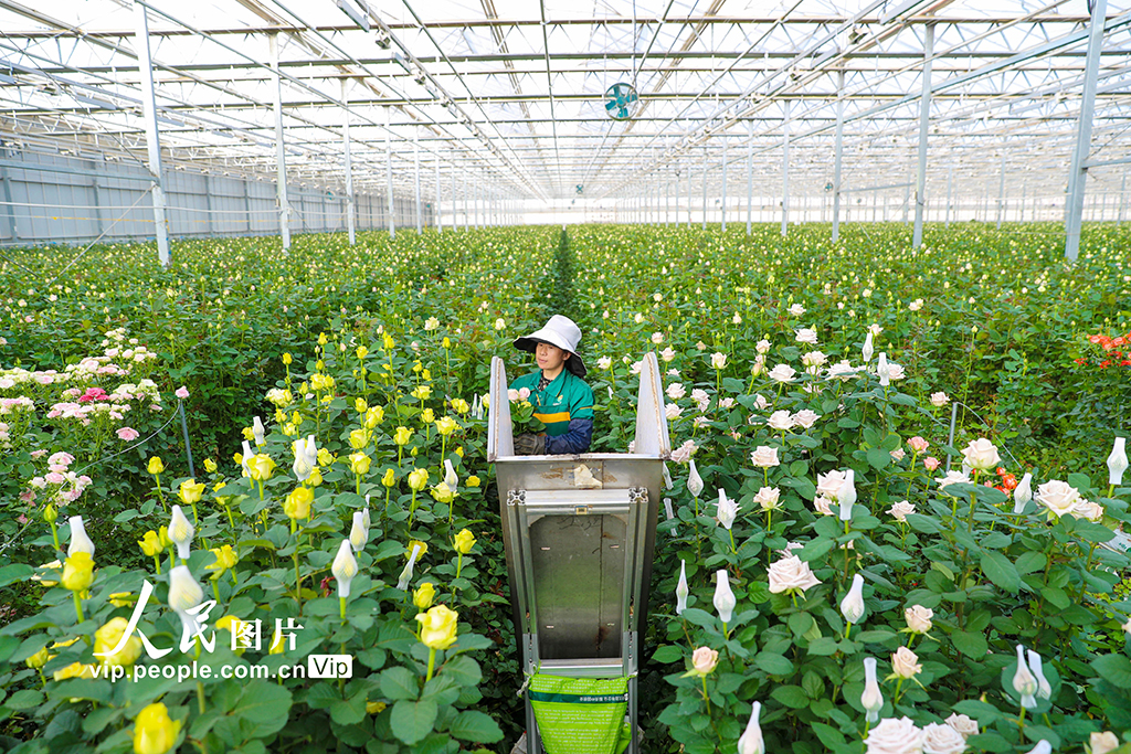 甘肅蘭州:打造生態融合型智能鮮花基地【4】