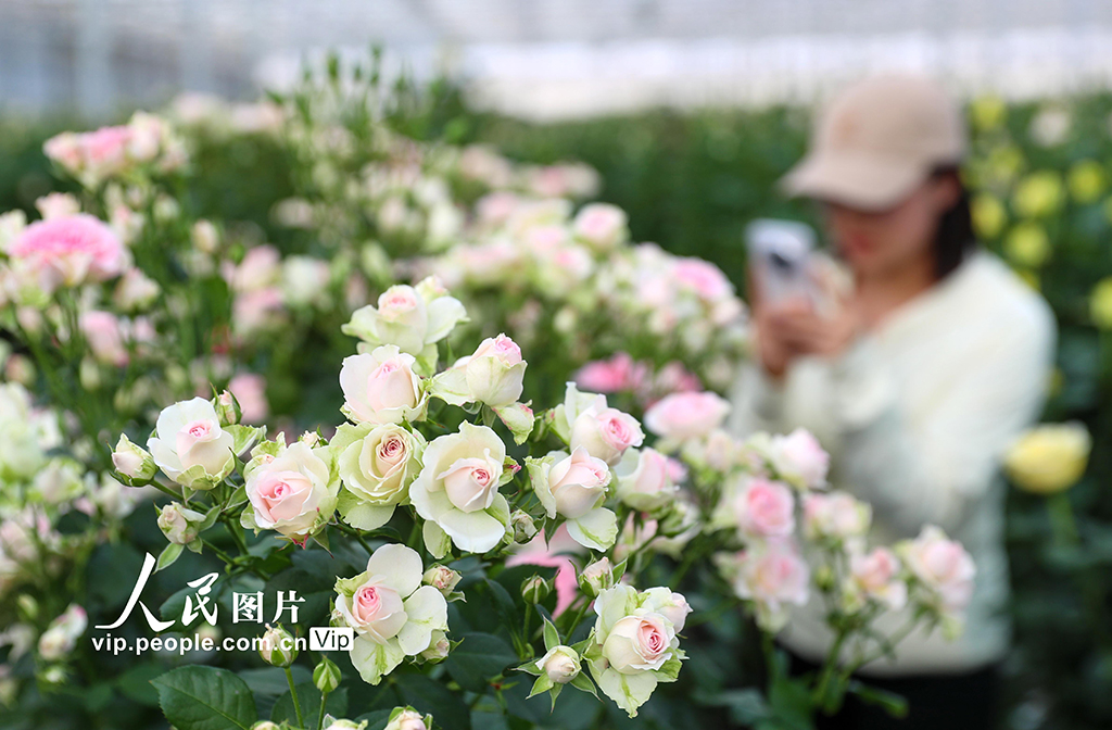 甘肅蘭州:打造生態融合型智能鮮花基地【3】