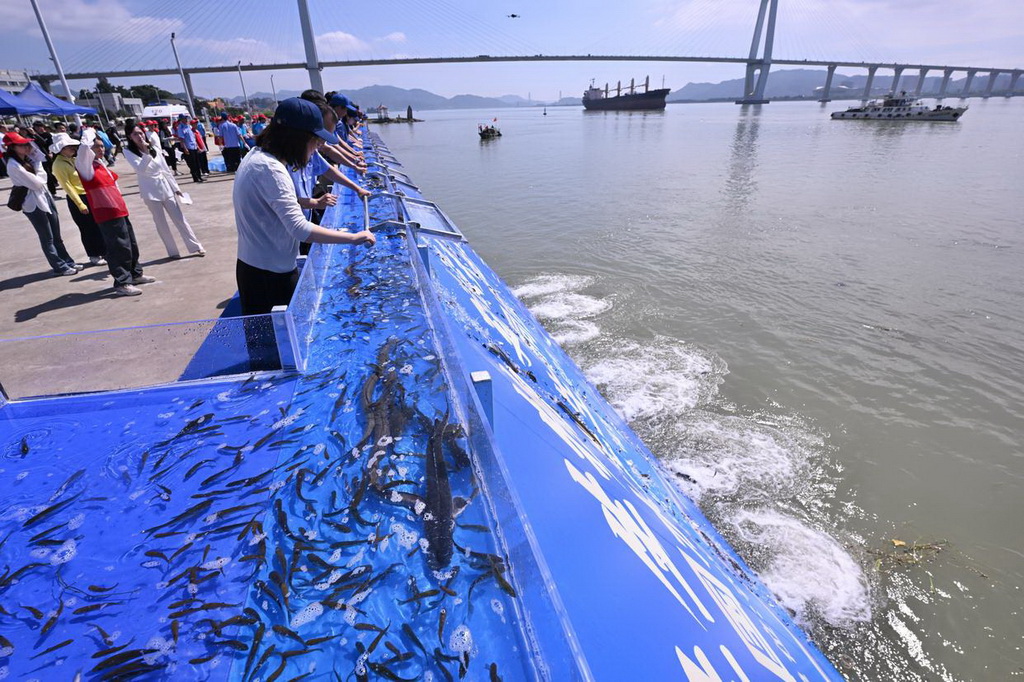 6月6日，在福建省福州市閩江入?？谂e行的全國水生生物同步增殖放流主會場活動中，嘉賓在投放魚苗。