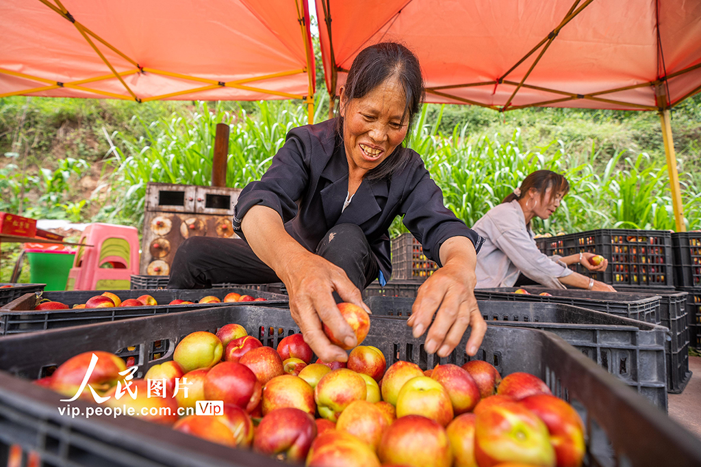 貴州威寧：山村油桃迎豐收【2】