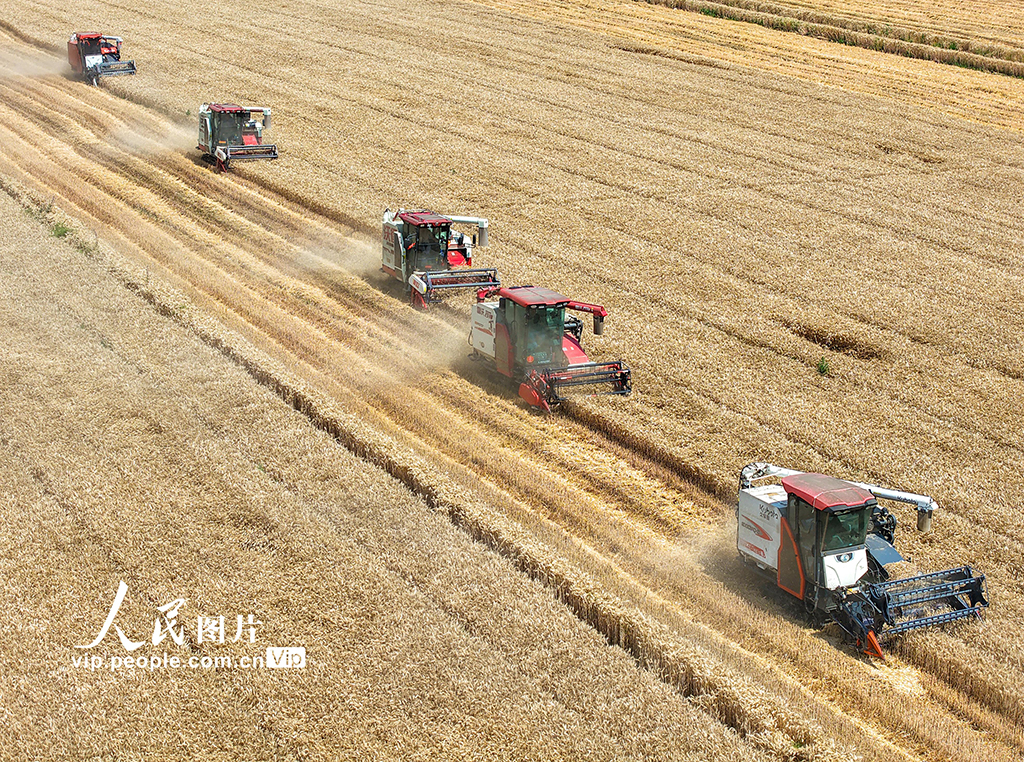 江蘇宿遷：搶收小麥 顆粒歸倉【5】