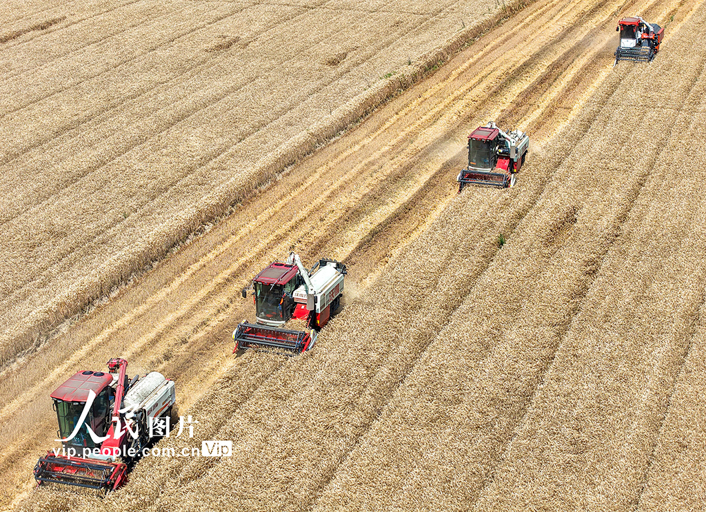 江蘇宿遷：搶收小麥 顆粒歸倉【3】