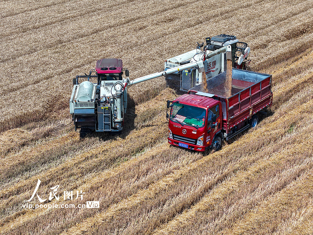 江蘇宿遷：搶收小麥 顆粒歸倉【2】