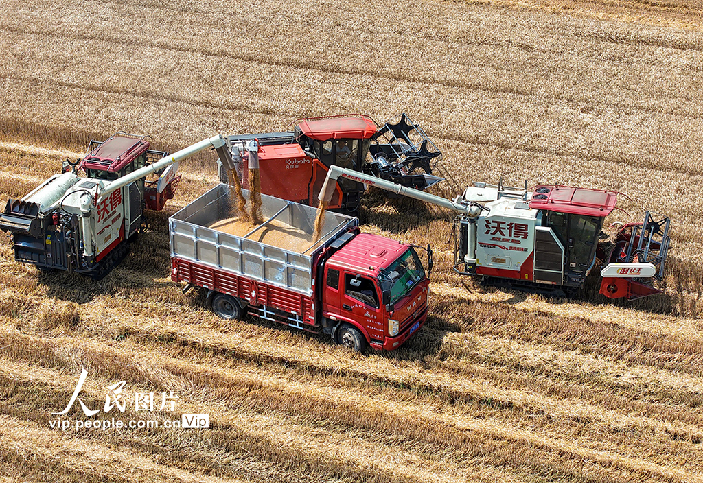 江蘇宿遷：搶收小麥 顆粒歸倉【6】