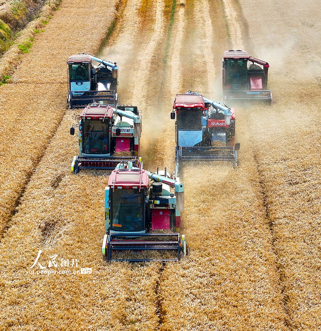 江蘇宿遷：搶收小麥 顆粒歸倉【4】