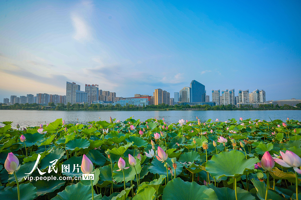 四川遂寧：夏日荷韻濃【3】