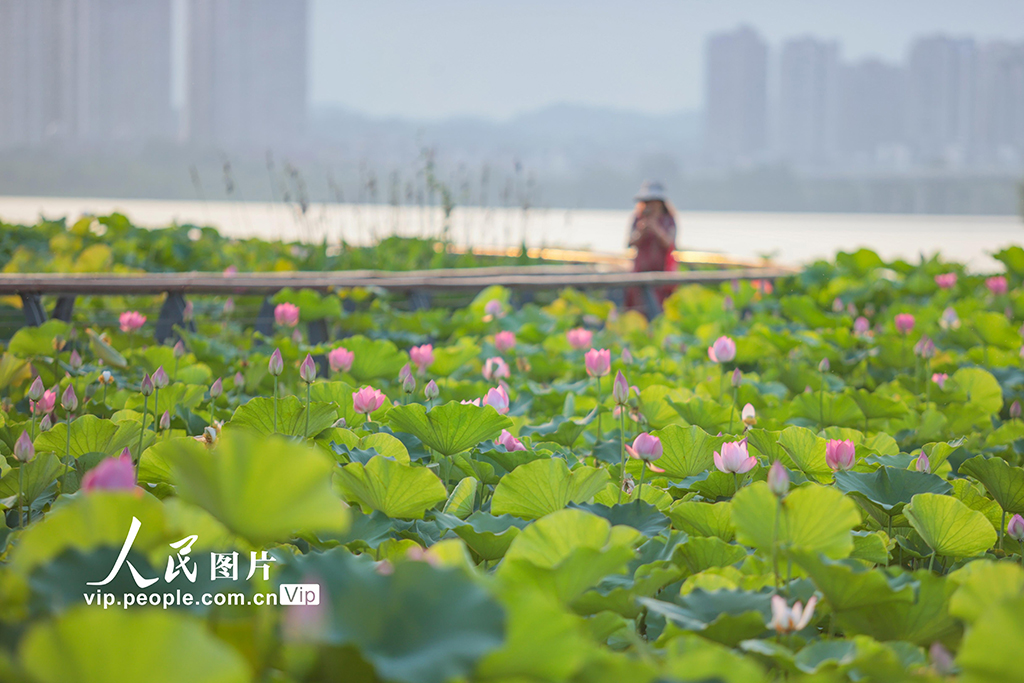 四川遂寧：夏日荷韻濃【5】
