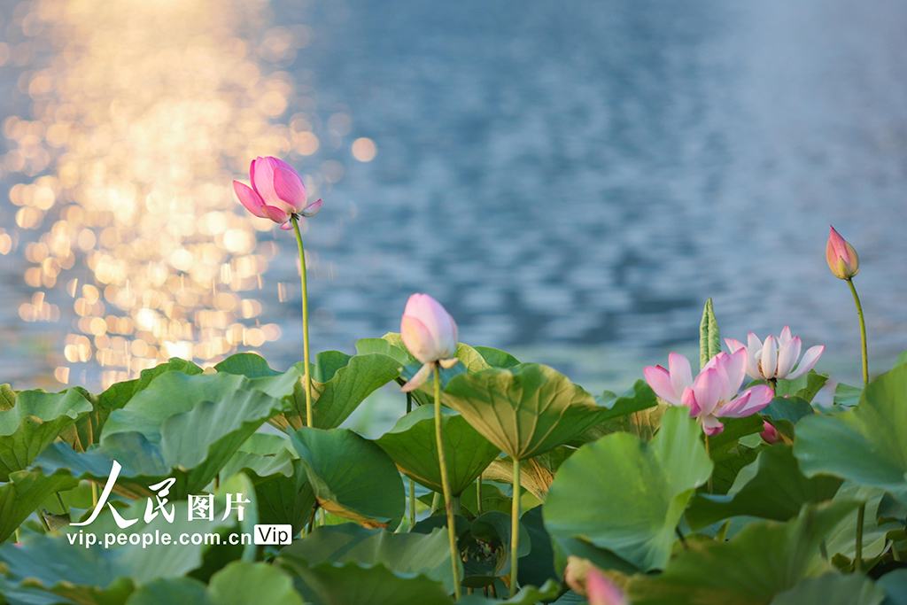 四川遂寧：夏日荷韻濃【2】