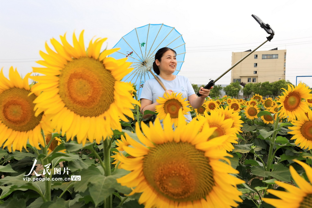 安徽淮北:向日葵綻放迎客來【4】