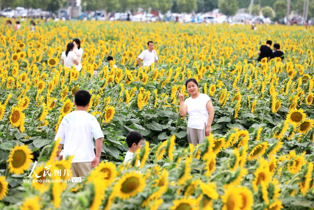 安徽淮北:向日葵綻放迎客來【2】